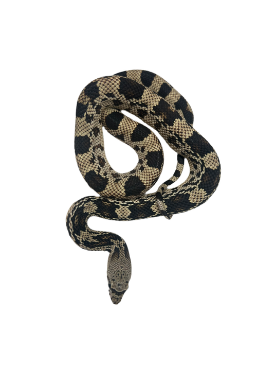 2024 Male northern pine snake