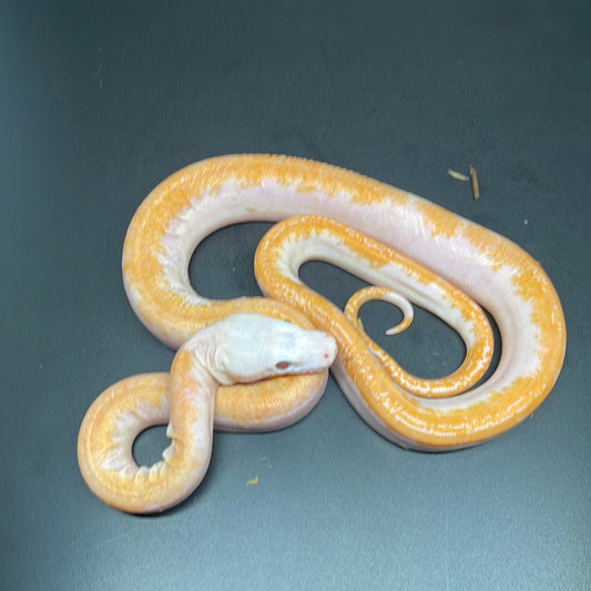 Male albino pied retic 0049