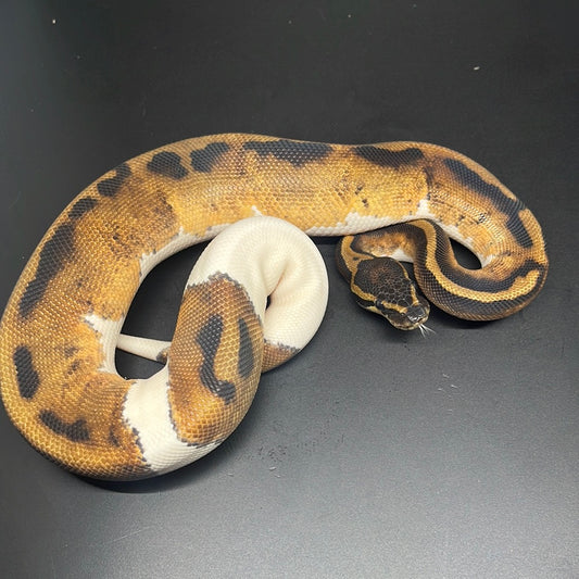 Male pied 0092