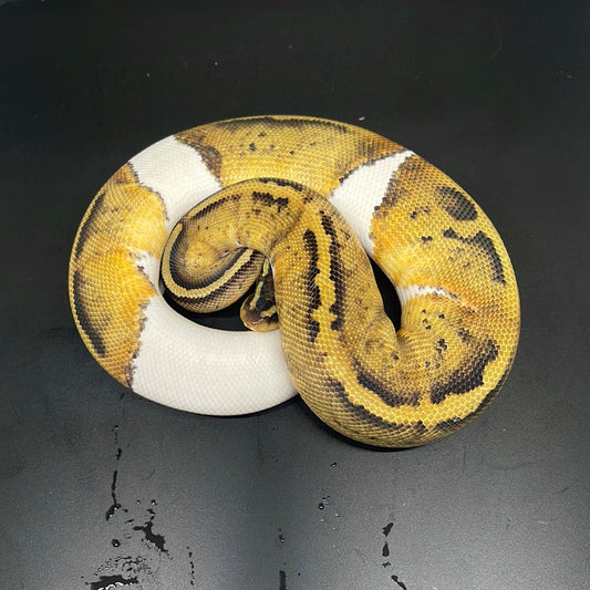 Male pied 0097