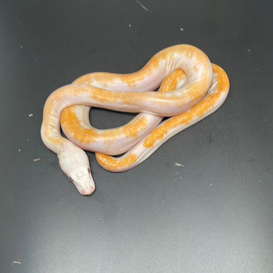 Female Albino Pied Retic 0044
